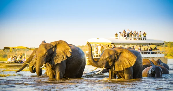 非洲大象野生动物园 — 图库照片