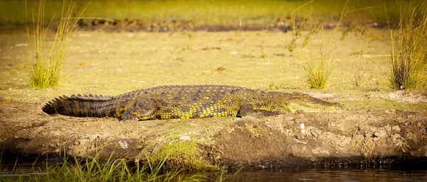 Alligator sur le bord de la rivière — Photo