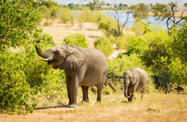 Baby Elephant in Africa — Stock Photo, Image