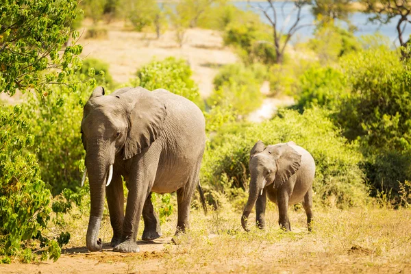 Bébé éléphant en Afrique — Photo