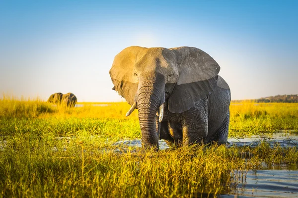 Elefante en el paisaje — Foto de Stock