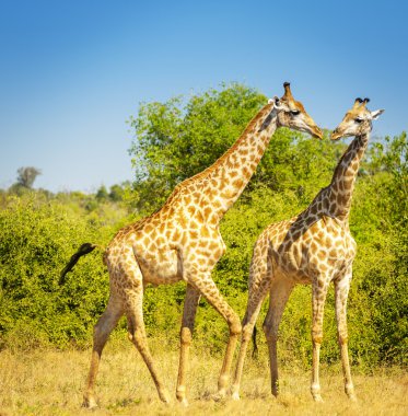 Giraffes in Africa clipart