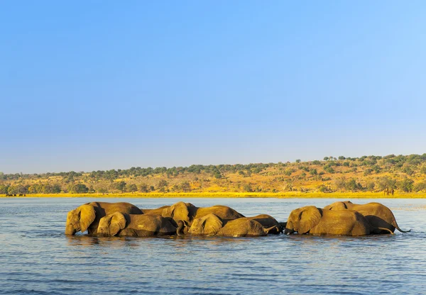 Sloní stádo Afrika — Stock fotografie