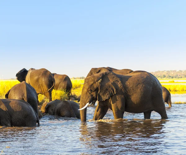 Troupeau d'éléphants Afrique — Photo