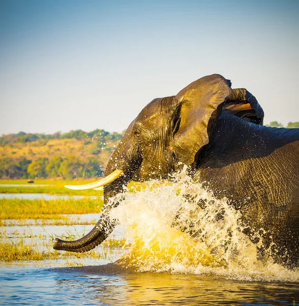 Elephant Portrait Splashing — Stock Photo, Image