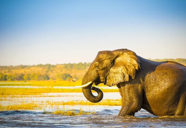 Ritratto di elefante in Africa — Foto Stock