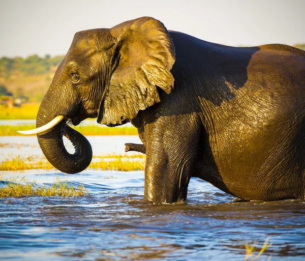 Portrait d'éléphant avec tronc de bébé derrière — Photo