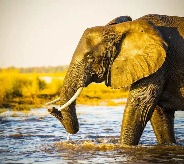 Portrait d'éléphant Coucher de soleil — Photo