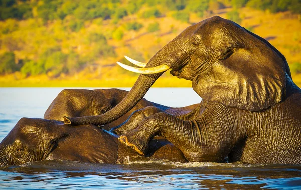 Les éléphants nagent et jouent — Photo