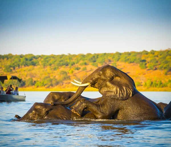 Elefanten schwimmen in Afrika — Stockfoto