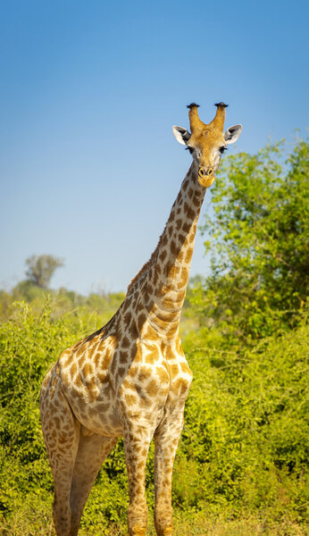 Giraffe in Africa