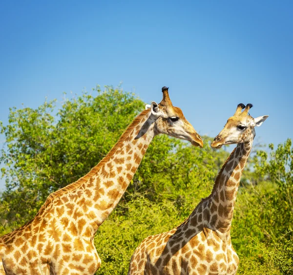 Afrika'da zürafa — Stok fotoğraf