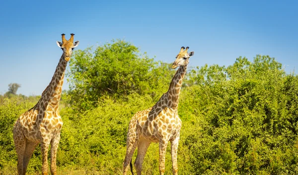 Giraffer i Afrika — Stockfoto