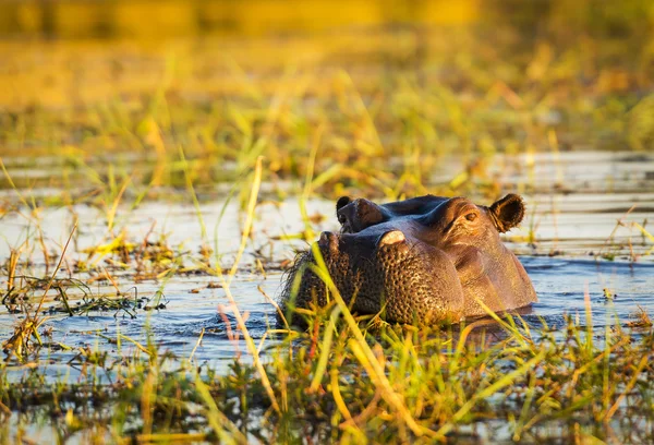 Rio Hipopótamo Chobe — Fotografia de Stock