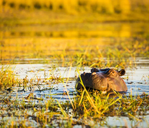 Víziló Chobe folyó — Stock Fotó