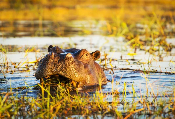 Víziló Chobe folyó — Stock Fotó