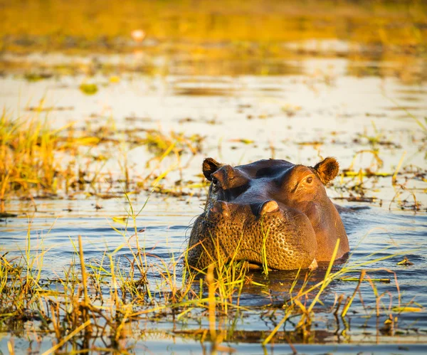 Hipopotam Chobe rzeka — Zdjęcie stockowe