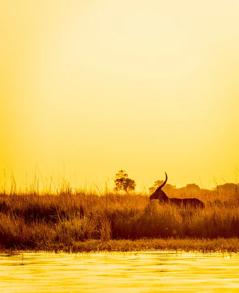 Impala zonsondergang silhouet — Stockfoto