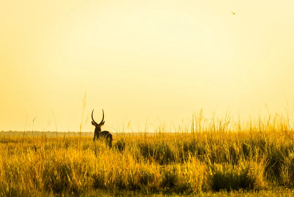 黑斑羚落日下的剪影 — 图库照片