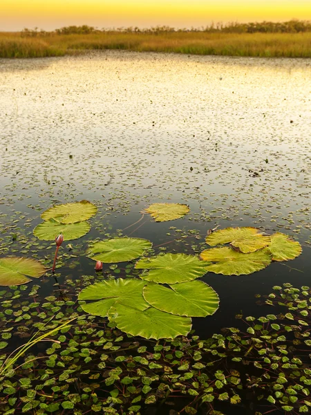 Lily podložky při západu slunce — Stock fotografie