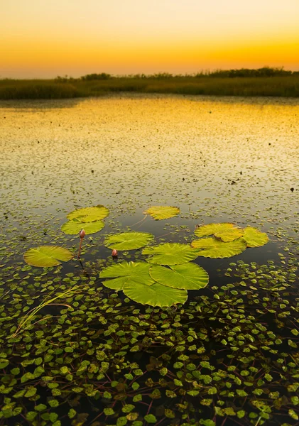 Almofadas de Lily ao pôr do sol — Fotografia de Stock