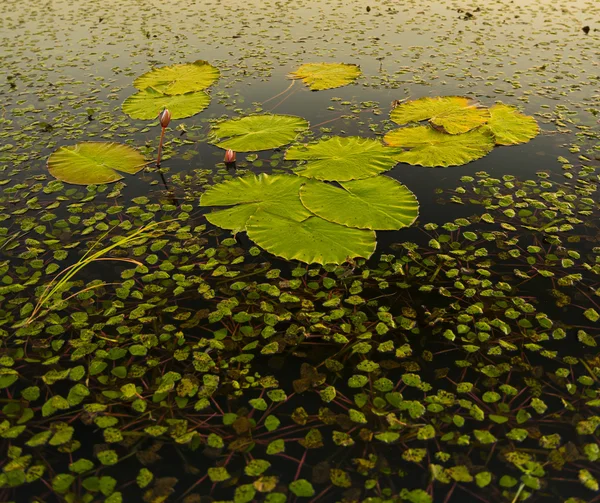 Lily Pads at Sunset — Stock Photo, Image