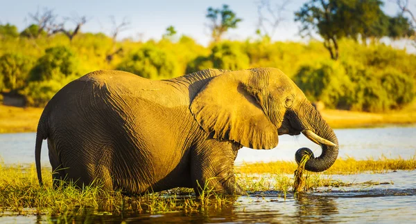Giovane elefante guadare in acqua — Foto Stock
