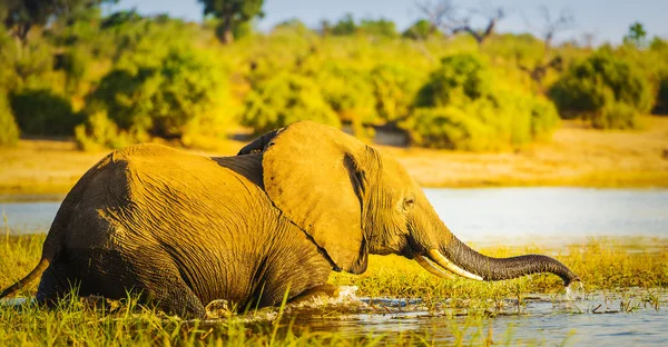 Νέοι ελέφαντας κολύμπι — Φωτογραφία Αρχείου