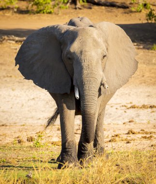 Chobe Ulusal Park fil