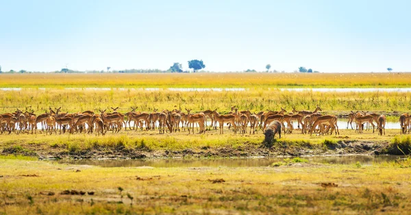 Животные в воде отверстие в Африке — стоковое фото