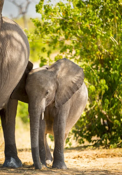 Elefante bebé de pie con la madre — Foto de Stock