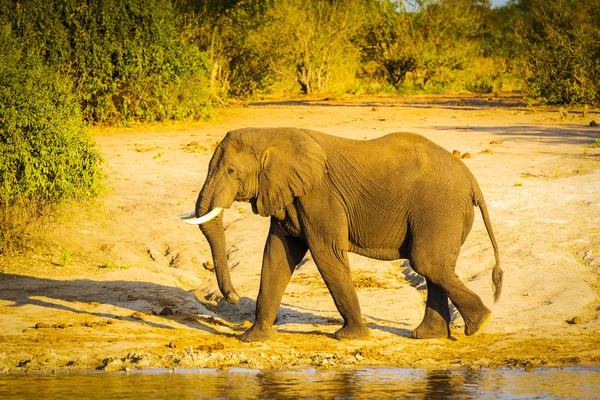 Bull Elephant Walking Along River — Stock Photo, Image