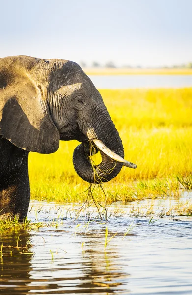 Parco Nazionale del Chobe Elephant — Foto Stock