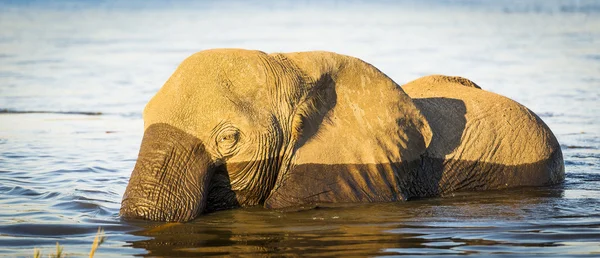 Éléphant du parc national Chobe — Photo