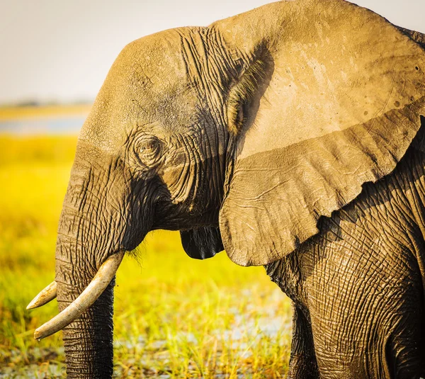 Parco Nazionale del Chobe Elephant — Foto Stock