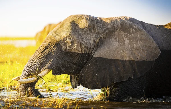 丘比国家公园的大象 — 图库照片