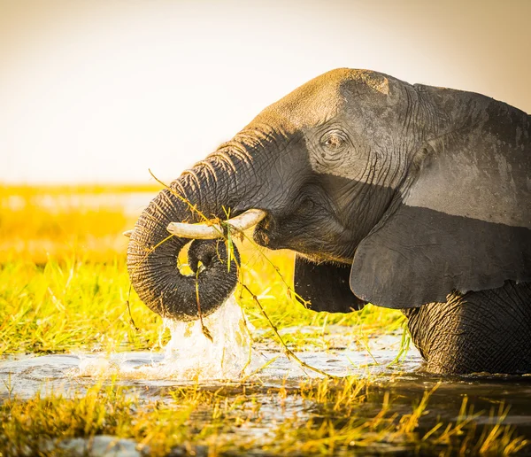 Chobe-Nationalpark-Elefant — Stockfoto