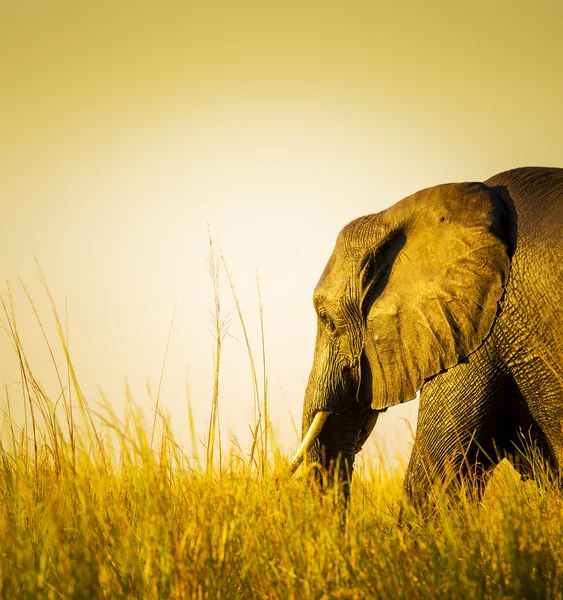 Elefante al atardecer en hierba larga — Foto de Stock