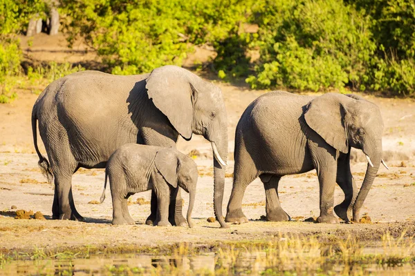 Troupeau d'éléphants au bord des rivières — Photo