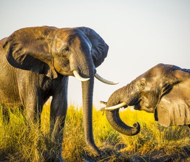 Çamurda oynamak filler