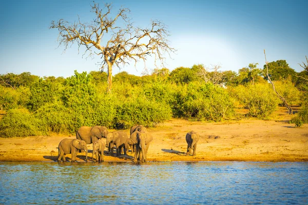 Elephant Herd At Rivers Edge — Stock Photo, Image