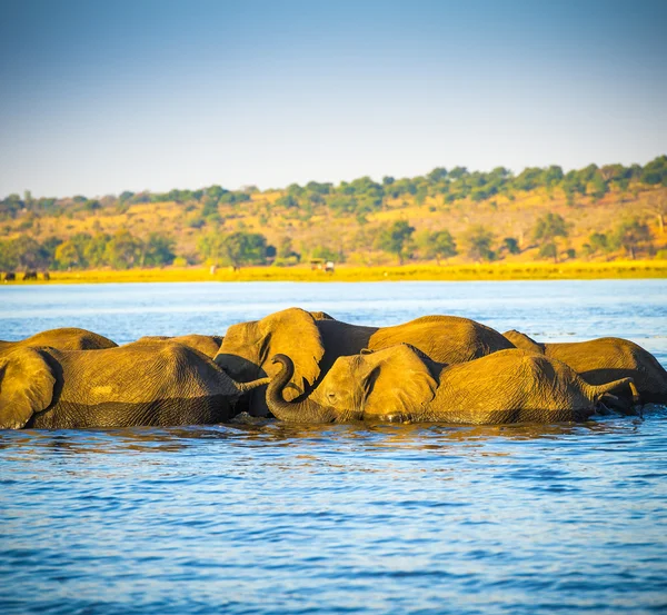 Elephant Herd Crossing Chobe River — Stock Photo, Image