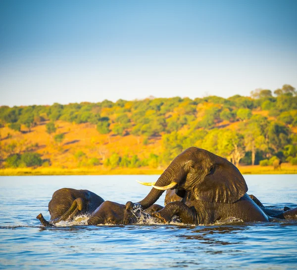 Traversée de troupeau d'éléphants Chobe River — Photo