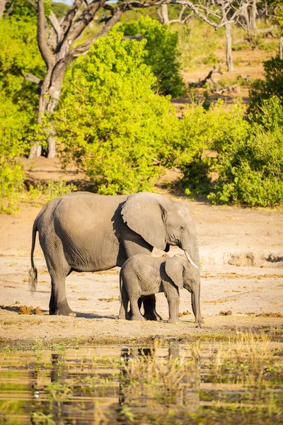 Parent éléphant avec veau — Photo