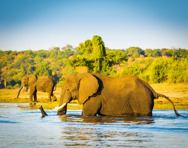 Éléphant marchant à travers Chobe River Botswana — Photo