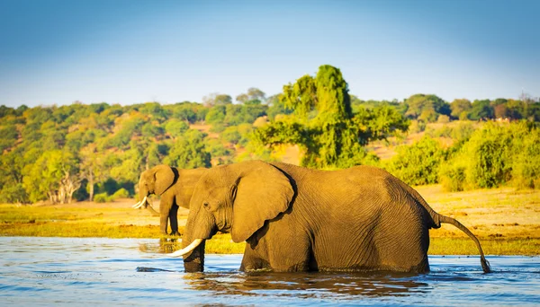 Olifanten waden in Botswana Chobe River — Stockfoto