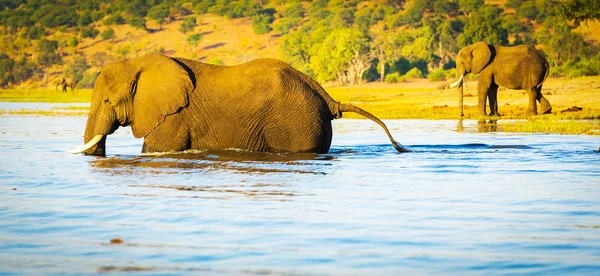 Éléphant marchant à travers Chobe River Botswana — Photo