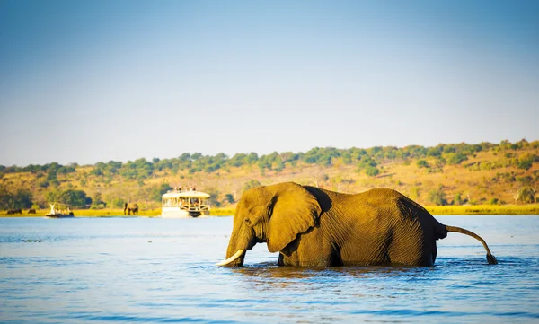 Éléphant marchant à travers Chobe River Botswana — Photo