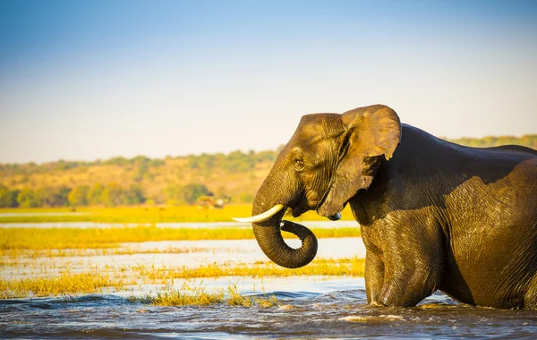 Éléphant marchant à travers Chobe River Botswana — Photo