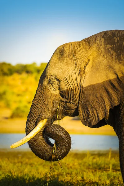 Elefante con marchio di acqua — Foto Stock